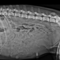 Drachtige hond (medische beeldvorming)