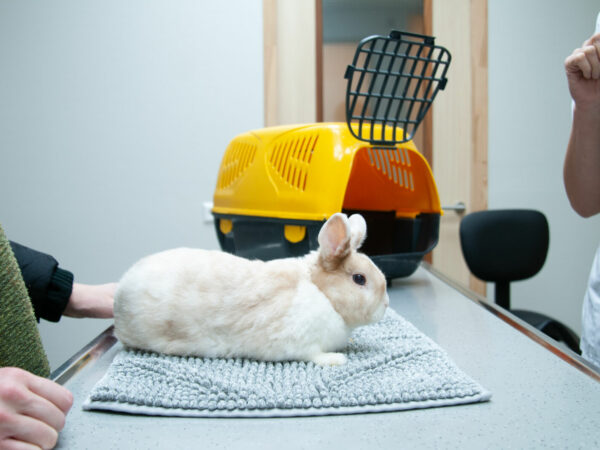 Rabbits and rodents