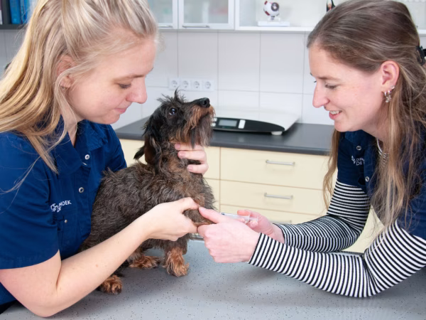 Paraveterinair consult