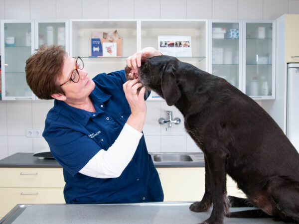 Mirjam and Belle (paravet consultation)