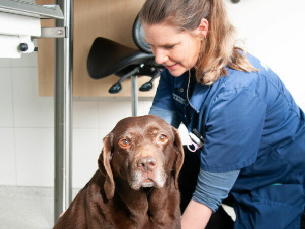Do and Dora (paravet consultation)