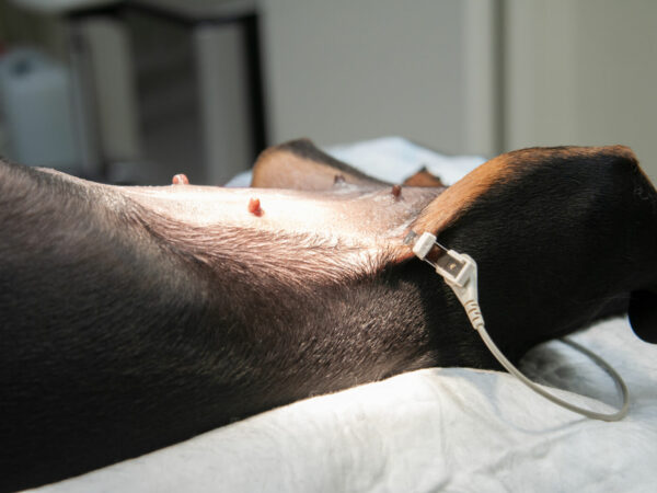 Dog OK (surgery)