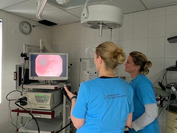 Gastroscopy