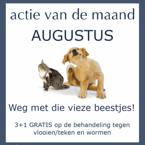 Maandactie Augustus