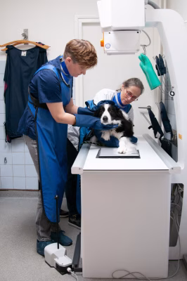 Medische beeldvorming